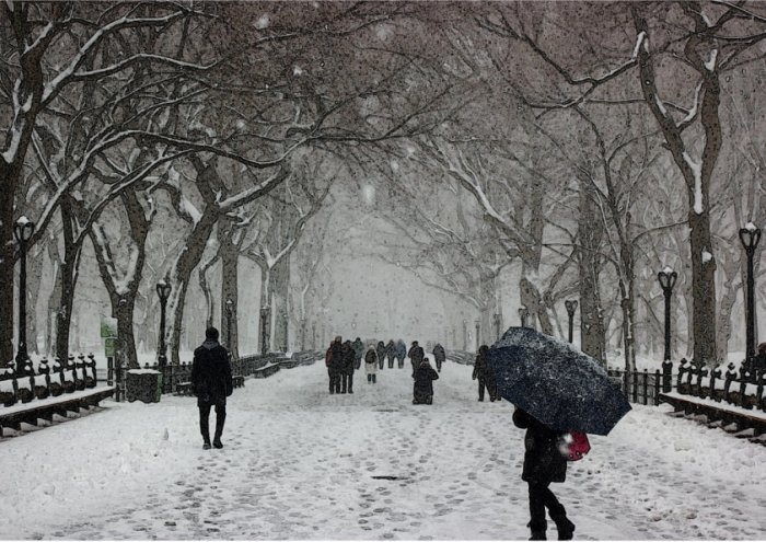 Winter Park Cold Snow Trees Urban New York